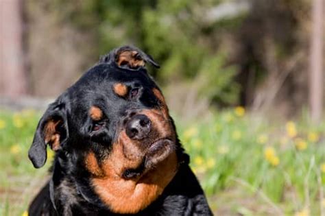 Rottweiler is a strong dog with scared fabulous. Rottweiler dog names | 375+ Ideas for your puppy