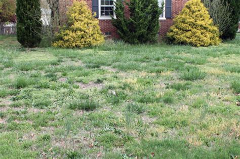 Most Common Lawn Weeds Tips And Advice Turf Technologies Turf