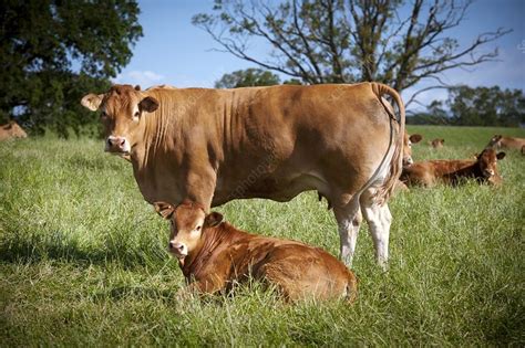 Beef Cattle Farming Stock Image C0125485 Science Photo Library