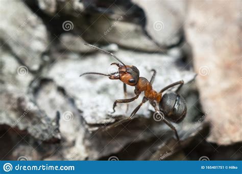Forest Ant On A Tree Stock Image Image Of Smart Sting 165401751