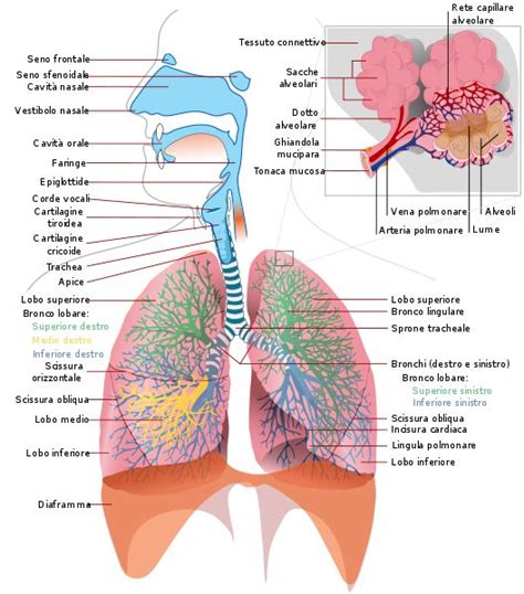 Apparato Respiratorio Respiratory System Anatomy Human Respiratory