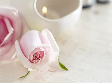 Pink Rose For Tea Time Pink Rose Tea Time Still Life Flowers Hd
