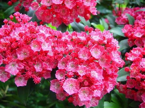 Choose the one you love from our vast online collection. Tall Shrubs For Shady Yards | HGTV
