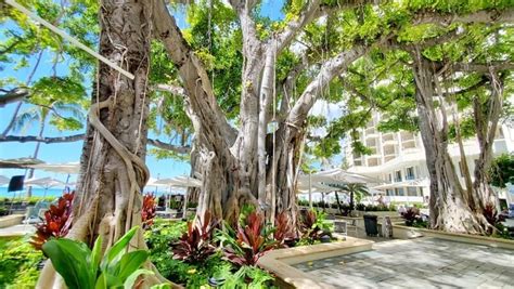 Moana Surfrider Beach Bar In Waikiki For Views 🌴 Oahu Travel Blog