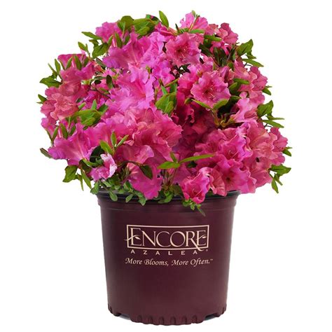 Free shipping on orders over $99 with arrive alive guarantee from the tree center. ENCORE AZALEA 1 Gal. Autumn Royalty Shrub with Pink ...