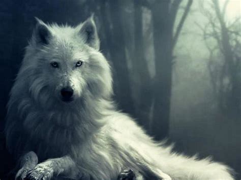 In The Mist Front White Wolf In Hd Wallpaper Peakpx