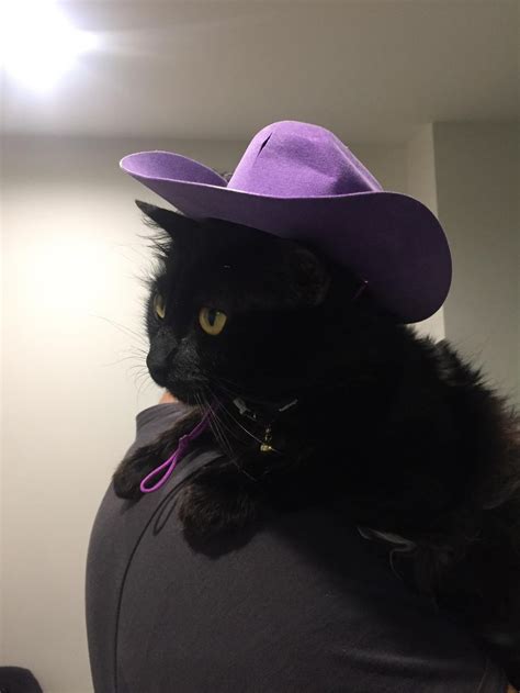 Best 20 Cats In Cowboy Hats Images On Pinterest Cowboy Hats Cowboys