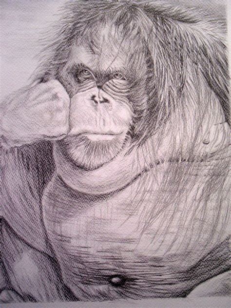 Drawing Orangutan Moments Graphite Pencil Artwork Done By Marilyn