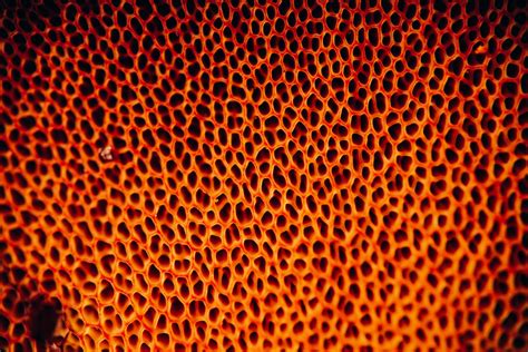 What Is Trypophobia And Some Other Unusual Fears