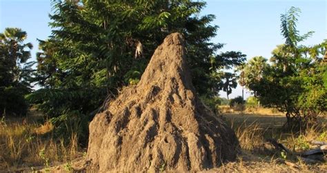 Why Termite Mounds Are Wonders Of Architecture And Natural Engineering
