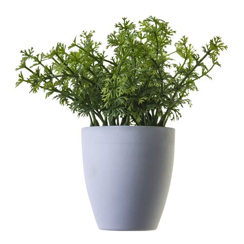Plant png image, potted flower #44904 - Free Icons and PNG Backgrounds gambar png