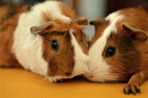 Free Images Guinea Pig Vertebrate Mammal Rodent Fawn 6016x4000