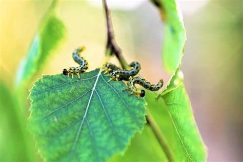 Green Caterpillars Eat Birch Leaves Crop Pest Attack Stock Image Image Of Plant Caterpillars