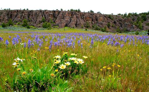 North Fork Of The Owyhee Wilderness Area Photograph By Ed Riche