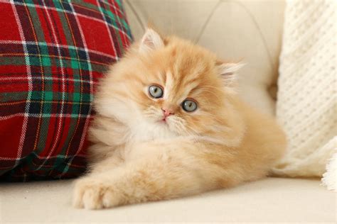 Red Persian Cats | Red Persian Kittens | Orange Cats |Superior Quality