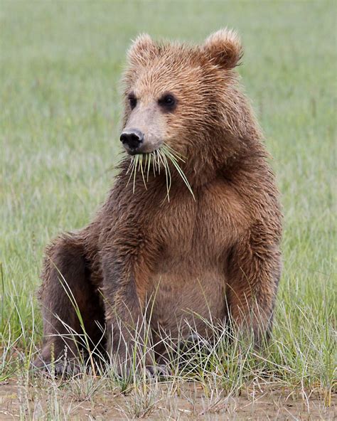 This Cute Grizzly Cub Almost Wandered Just A Bit Too Close To Us As