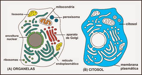 Citoplasma O Que é Resumo Função Composição Estrutura