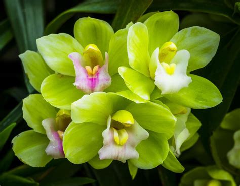 Green Orchid Green Orchid Orchids Wonderful Flowers