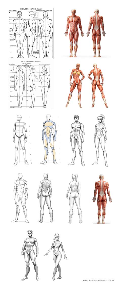 Study 01 On Behance Human Anatomy Drawing Male Figure Drawing Man