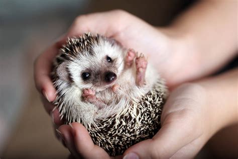 Hedgehog Care Everything You Need To Know Hedgehog Registry