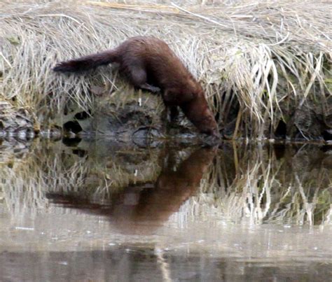 They have a very dense dark states such as maine, massachusetts, new hampshire, new york, washington, montana and michigan all have healthy fisher populations now. Fisher Cat : Biological Science Picture Directory ...