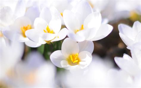 Awesome White Flowers Wallpaper 2560x1600 22511