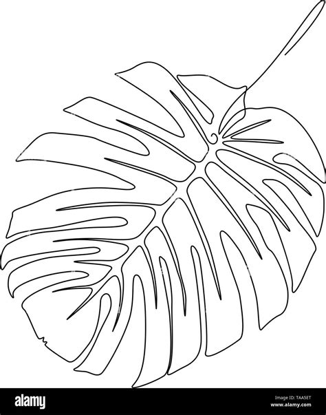One Line Drawing Monstera Leaf Continuous Line Exotic Tropical Plant