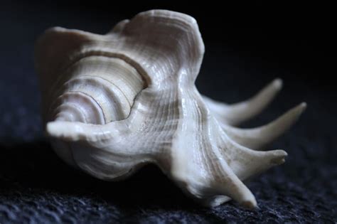 White Conch Shell Free Image Peakpx