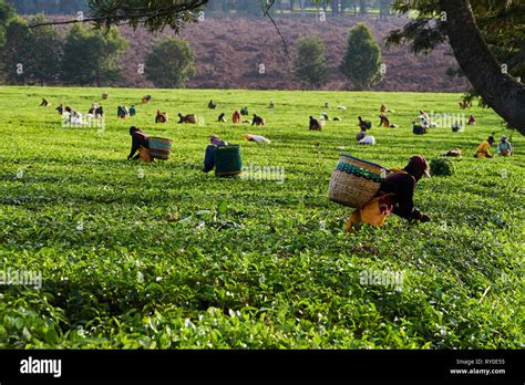 Kenya Kericho County Kericho Tea Picker Picking Tea Leaves Stock