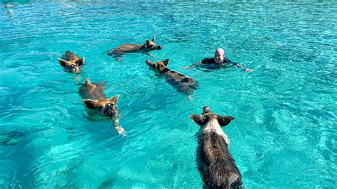 Swim With Pigs In The Bahamas In 2022 Go Backpacking