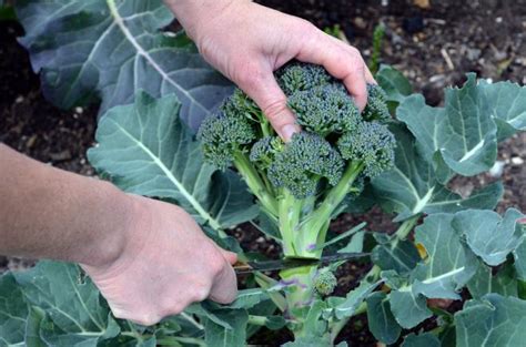 5 Broccoli Growing Tips For A Big Harvest Plant Instructions