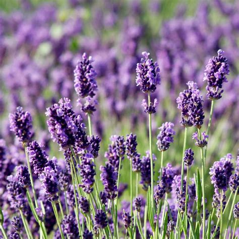 Lavandula Angustifolia ‘munstead Lavender In 5l Pot Urban Plant Life
