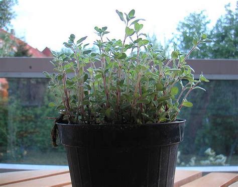 Indoor Herb Garden Tips