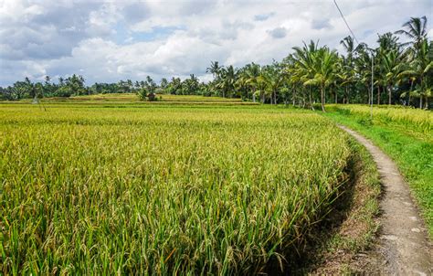 Ubud Rice Fields Walk 3 Of The Best To See Rural Bali Finding Beyond