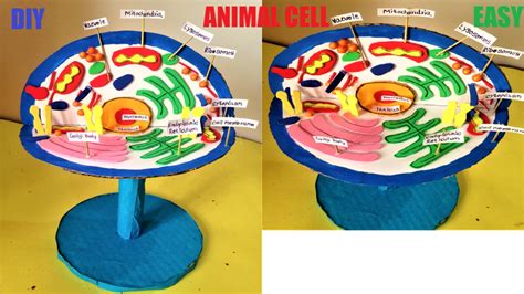 There are hundreds of cell types in a developed organism, which are specific to their location and function. Animal cell model project for the school science ...