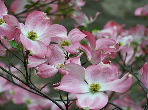 Plant Of The Week Pink Flowering Dogwood Grimms Gardens
