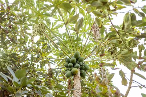 How To Grow Papaya From Seed Plant Growing Tips For Fruit Trees