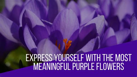 Express Yourself With The Most Meaningful Purple Flowers