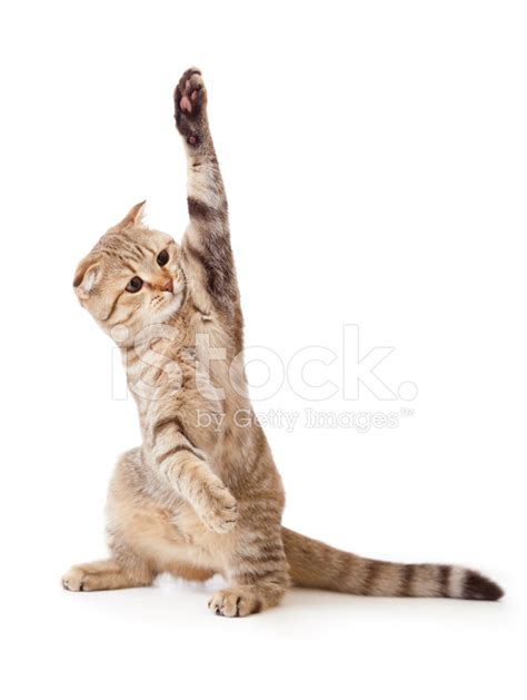 Funny Kitten Pointing Up By One Paw Stock Photo Royalty Free Freeimages