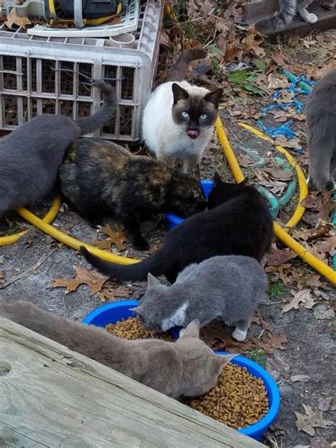 Free Spay Neuter Program Curbing Sussex Countys Feral Cats Cape Gazette