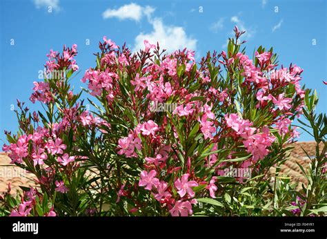 Sardinia Italy Flowers Of Oleander Nerium Oleander Stock Photo Alamy