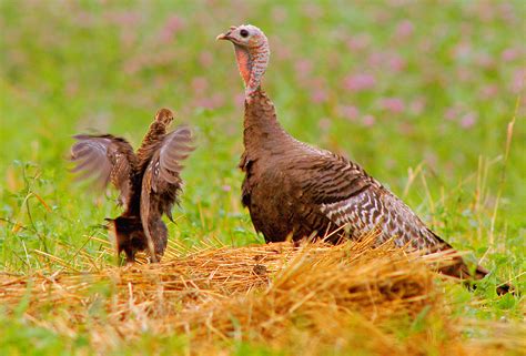 Nwtf Announces Funding For New Wild Turkey Research Projects The