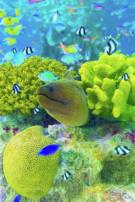 Underwater Moray Eel Coral Reef Aquarium V Photograph By Pius Lee Pixels