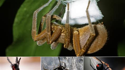 Five Of The Worlds Deadliest Spiders Photos