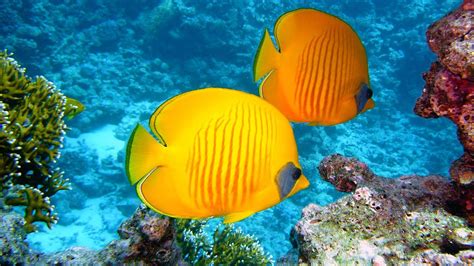 Stunning Underwater Marine Life ~ Coral Reef Fish And The