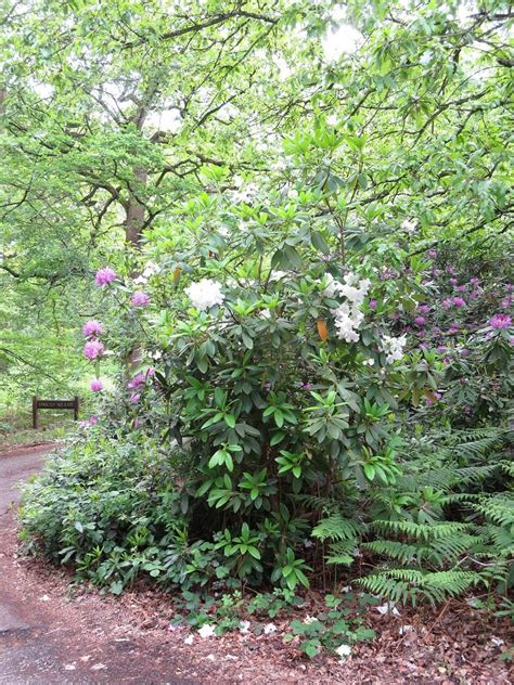 Rhododendron | Friends of Northaw Great Wood