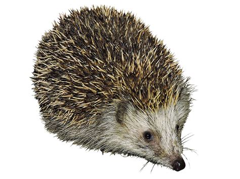 Hedgehog Clipart