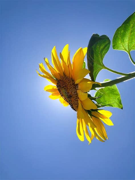 Bright Yellow Sunflower With Green Leaves Against Blue Clear Sky Stock