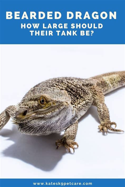 Bearded Dragon Tank Size For Juveniles And Adults Kates K9 Pet Care