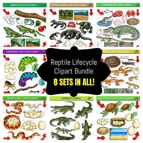 Reptiles Life Cycle Clipart Bundle 8 Sets In All Clipart 4 School